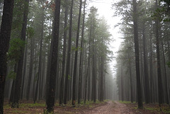 a trail into the mist