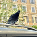 Rome 2026 – Pigeon