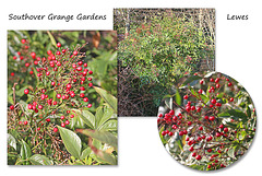 Red Berries  Southover Grange Gardens  - Lewes - 3.3.2016