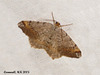 1893 Macaria liturata (Tawny Barred Angle)