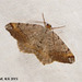 1893 Macaria liturata (Tawny Barred Angle)