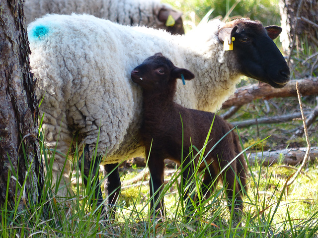 Transhumance du 5 mai 2016