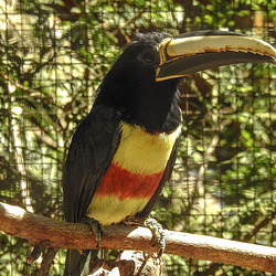 20170527 1717CPw [D~LIP] Braunohrarassari (Pteroglossus castanotis) [Schwarzkehlarassari], Vogelpark Detmold-Heiligenkirchen