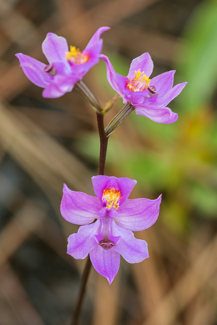 Calopogon multiflorus (Many-flowered Grass-pink orchid)