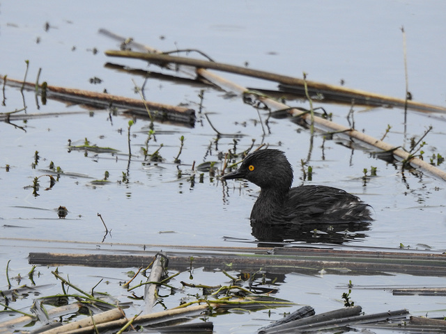 Day 2, Least Grebe, South Texas