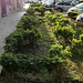 A small garden between Benfica's blocks - XVIII