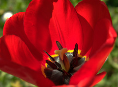 Red Tulip 2