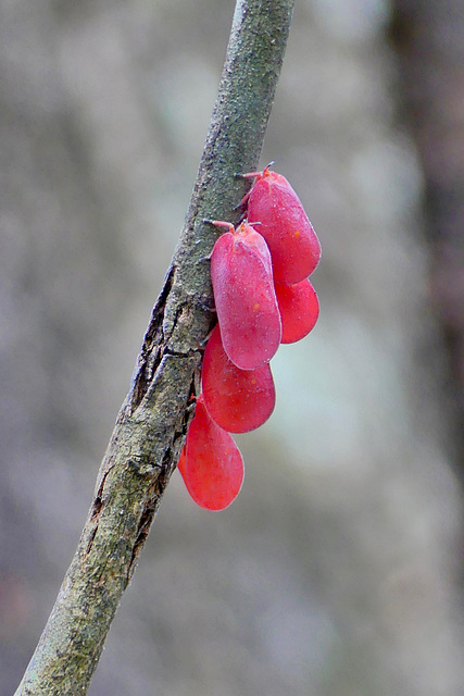 P1240805-Cicadelles de Madagascar (Phromnia rosea) - Réserve villageoise d'Anja. 15 novembre 2019