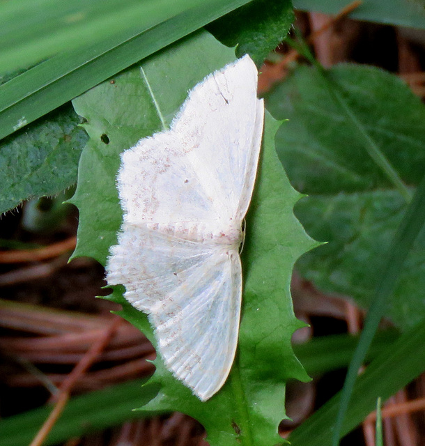 Large Lace-border Moth (Scopula limboundata)