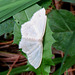 Large Lace-border Moth (Scopula limboundata)