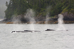 Alaska, The Herd of Humpback Whales in Valdez Bay