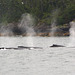 Alaska, The Herd of Humpback Whales in Valdez Bay