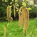 20230420 0055CPw [D~LIP] Moor-Birke, (Betula pubescens) [Haarbirke], Bad Salzuflen