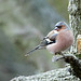 Chaffinch (Male) - Fringilla coelebs