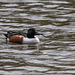 Shoveler duck Shoveler duck