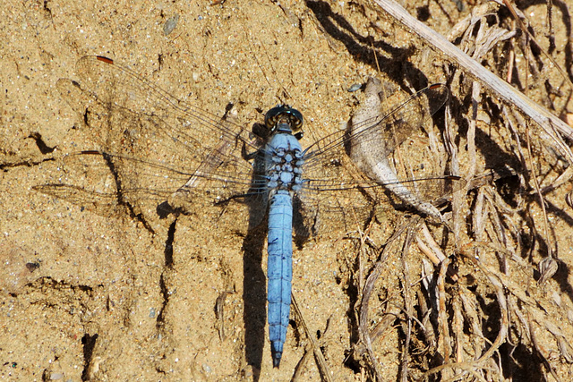 Southern Skimmer m (Orthetrum brunneum)