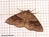 1903 Plagodis pulveraria (Barred Umber)