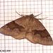1903 Plagodis pulveraria (Barred Umber)