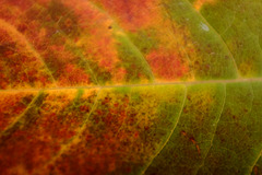 leaf veins, watercolor