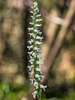 Spiranthes odorata (Fragrant Ladies'-tresses orchid)