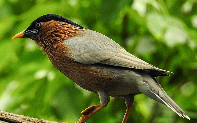 20170615 1945CPw [D~MS] Pagodenstar (Temenuchus pagodarum), Zoo Münster