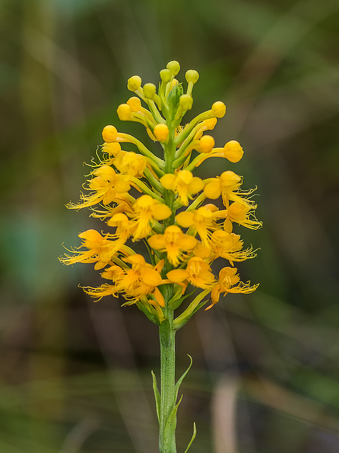 Platanthera cristata (Crested Fringed orchid)