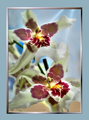 Orchids. UdoSm