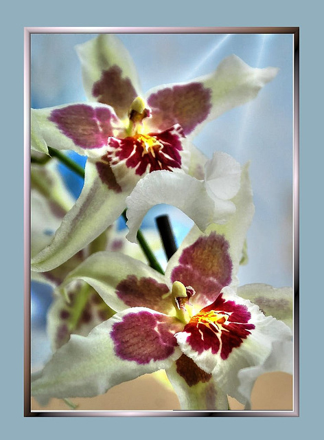 Orchids. UdoSm