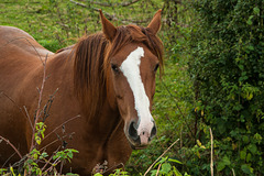 My Lovely Horse