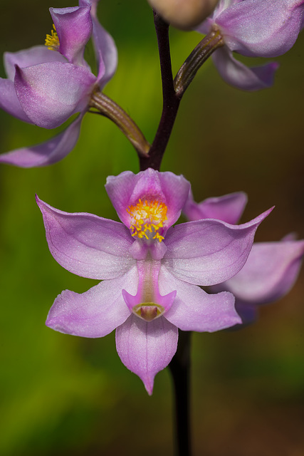 Calopogon multiflorus (Many-flowered Grass-pink orchid)