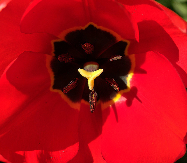 Red Tulip 1 Red Tulip 1