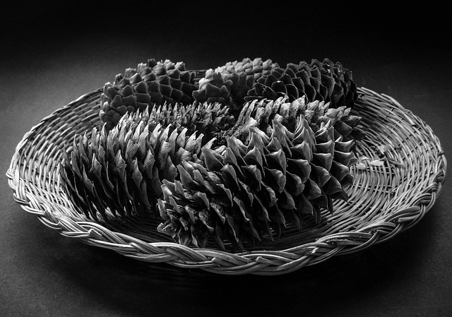 #45 A pinecone or acorn