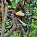 P1240924- Lémurien mangeur de bambou - Parc Ranomafana 16 novembre 2019