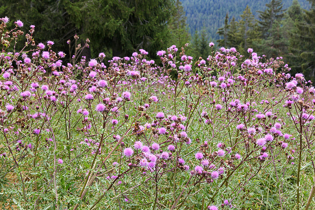 Acker-Kratzdistel