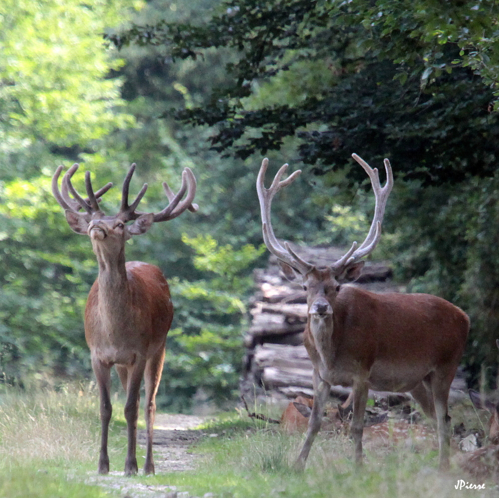 Barrière de bois... De cerfs
