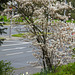 20230420 0056CPw [D~LIP] Kupfer-Felsenbirne (Amelanchier lamarckii), Bad Salzuflen