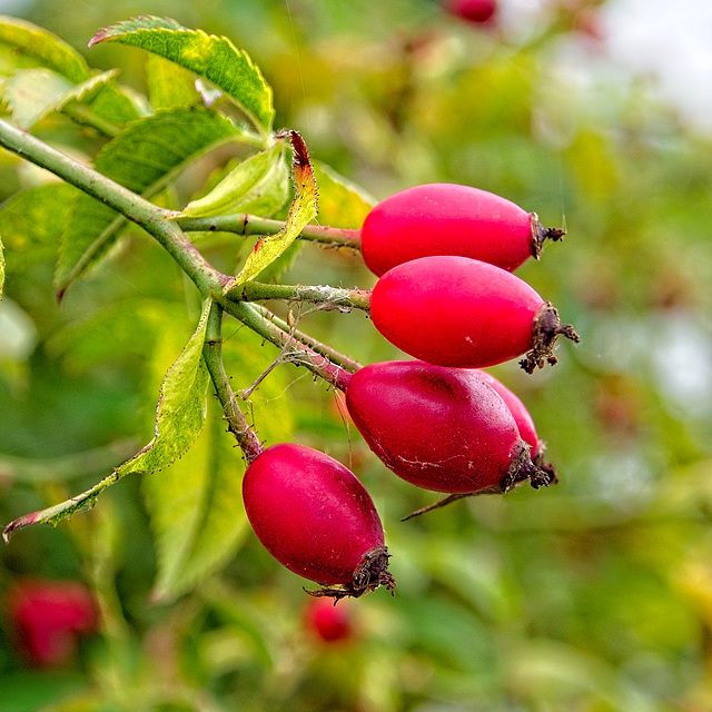 Rose Hips