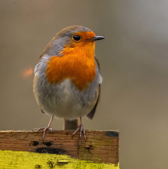 Robin