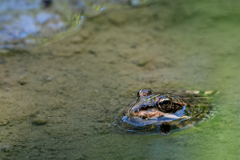 Frosch in der Pfütze