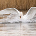 Mute swan Mute swan