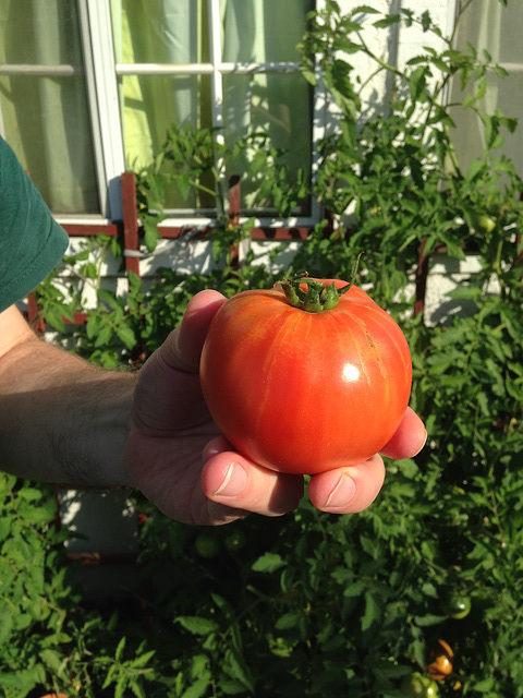 First tomato of the season