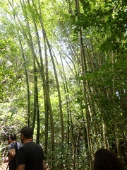 DSC01463 - bambu-gigante Dendrocalamus giganteus, Poaceae