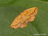 1907 Epione repandaria (Bordered Beauty)