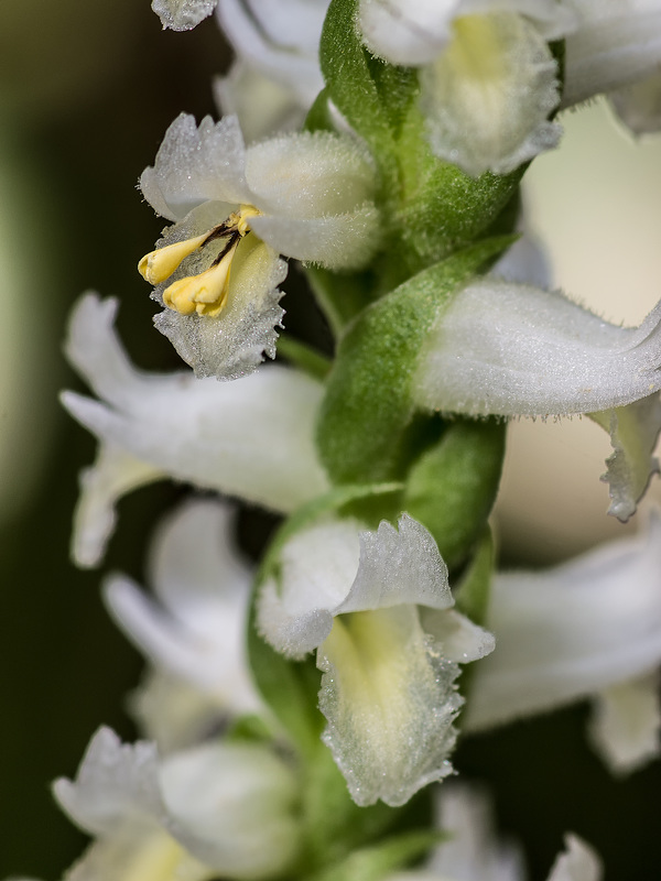 Spiranthes odorata (Fragrant Ladies'-tresses orchid) with pollinaria partially removed