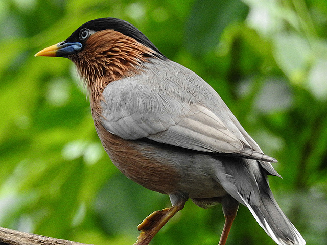 20170615 1946CPw [D~MS] Pagodenstar (Temenuchus pagodarum), Zoo Münster