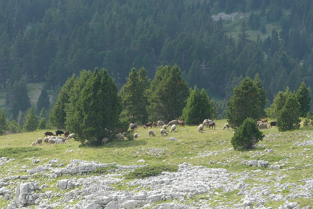 20170718 -23 Randos St Agnan en Vercors (379) al