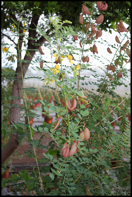 Colutea arborescens- Baguenaudier