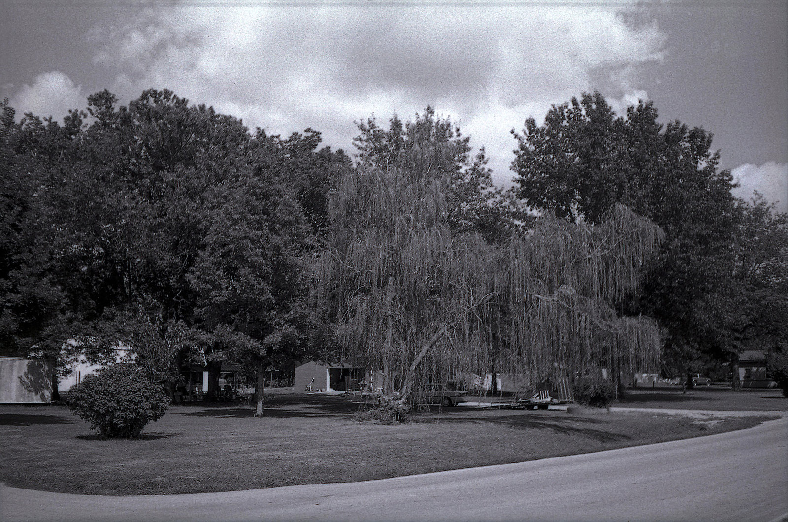 Weeping Willow Tree