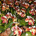 Orchideenwelt 10