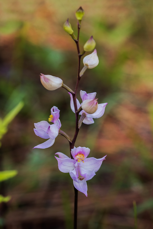 Calopogon multiflorus (Many-flowered Grass-pink orchid)